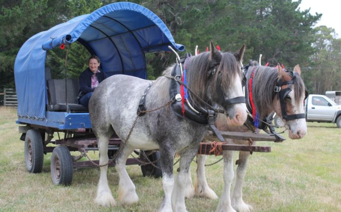 Clydesdales are among the horse breeds at this year's NZ Agricultural Show in Christchurch. ...