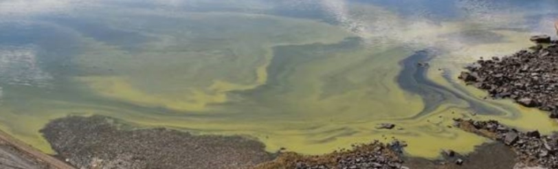 Cyanobacteria can potentially produce toxins which are harmful to humans and pets. Photo: ORC