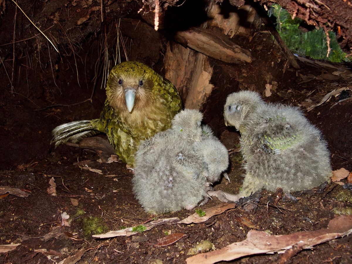 A kakapo with chicks, in Southland. The species has teetered on the edge of extinction for...