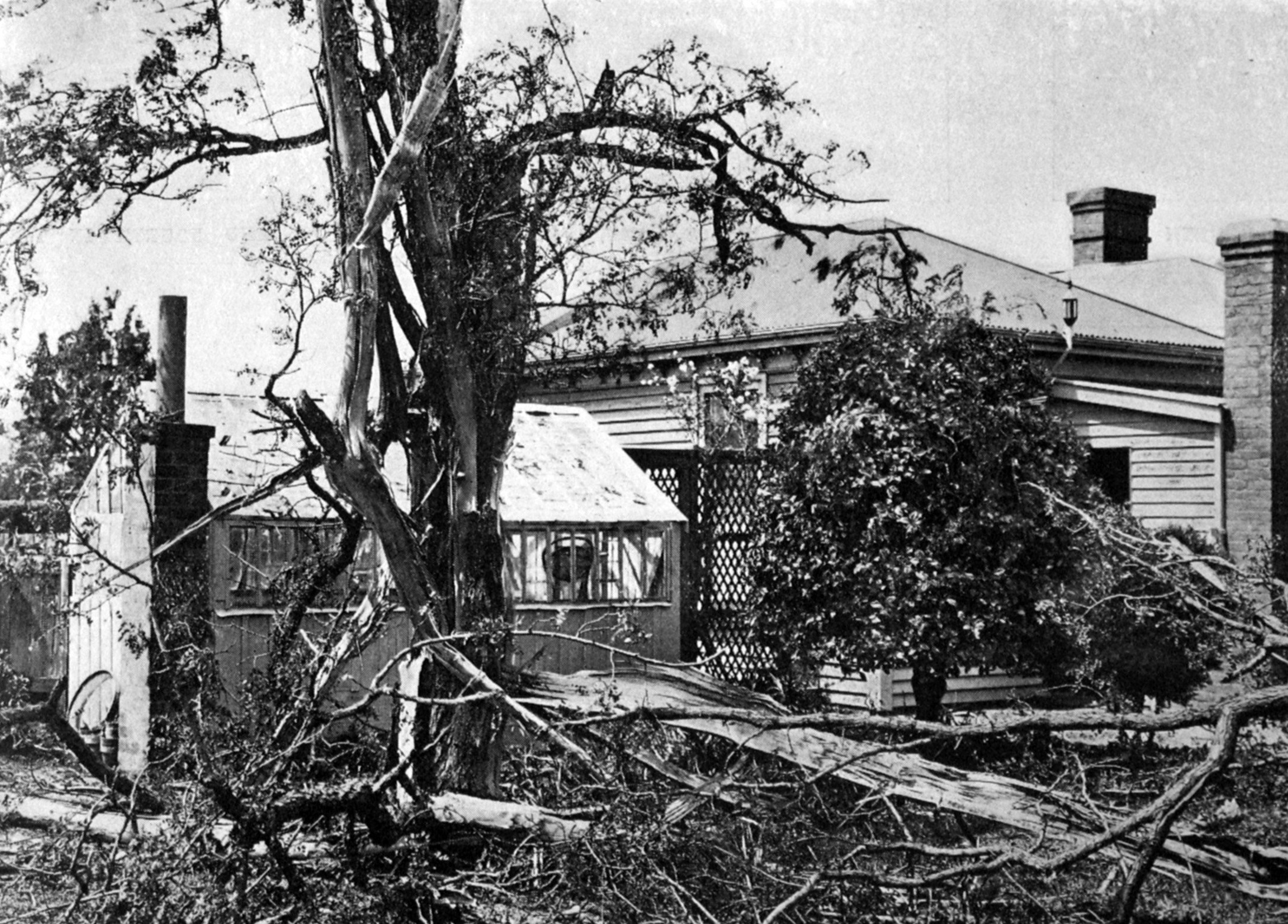 A tree struck by lightning in Linwood, Christchurch on November 2, 1922. — Otago Witness, 21.11.1922