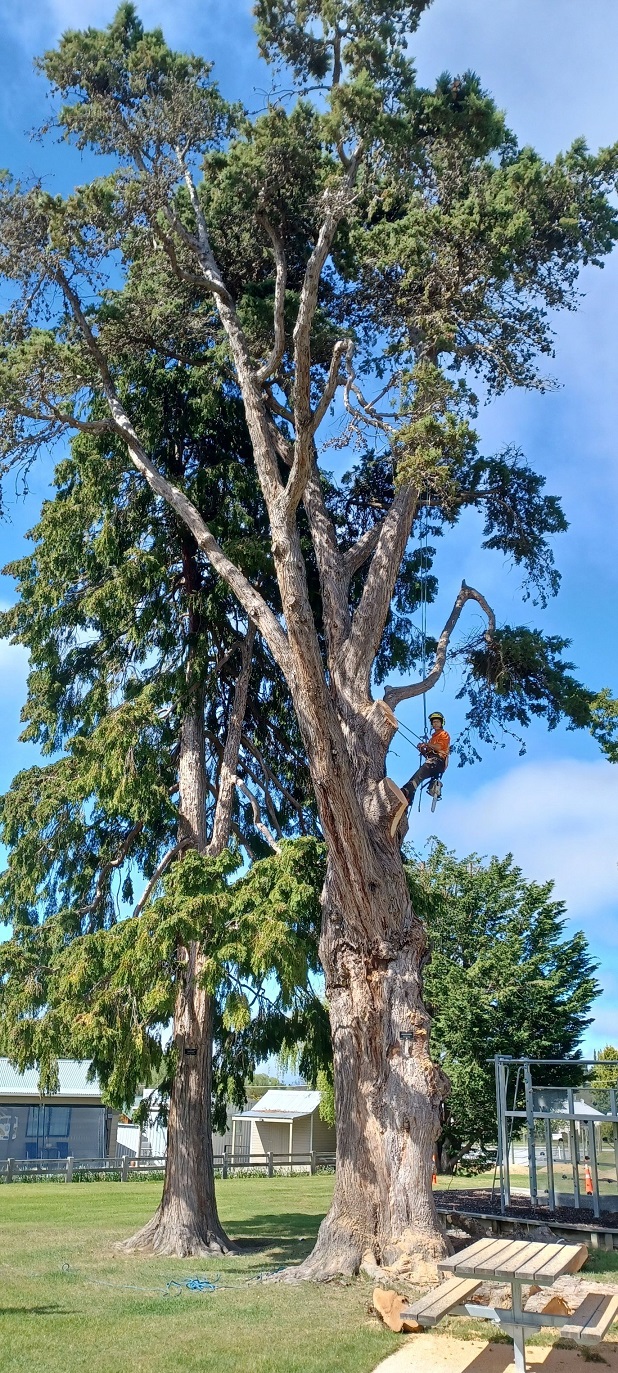 The cypress tree taken down in the Naseby Domain. Photo: CODC