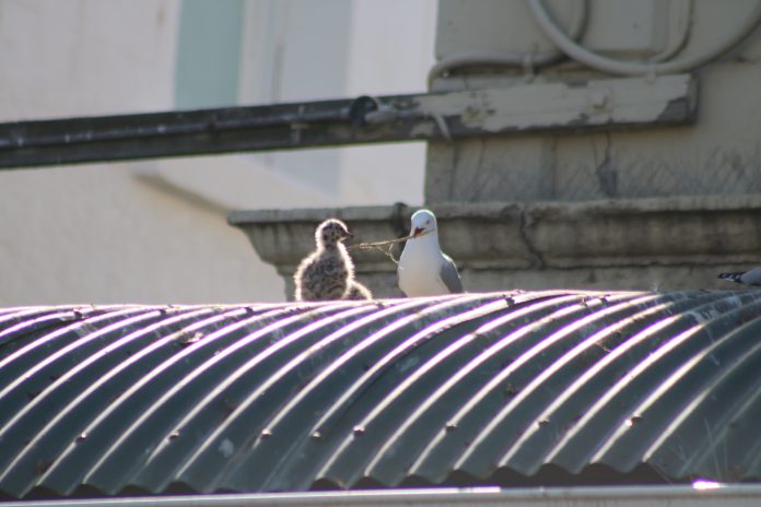 A seagull builds a nest for a chick in Thames St last week. PHOTO: WYATT RYDER