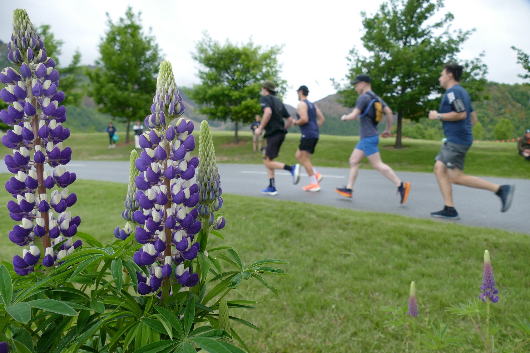 Runners pass by lupins at Millbrook Resort. Photo: Tracey Roxburgh