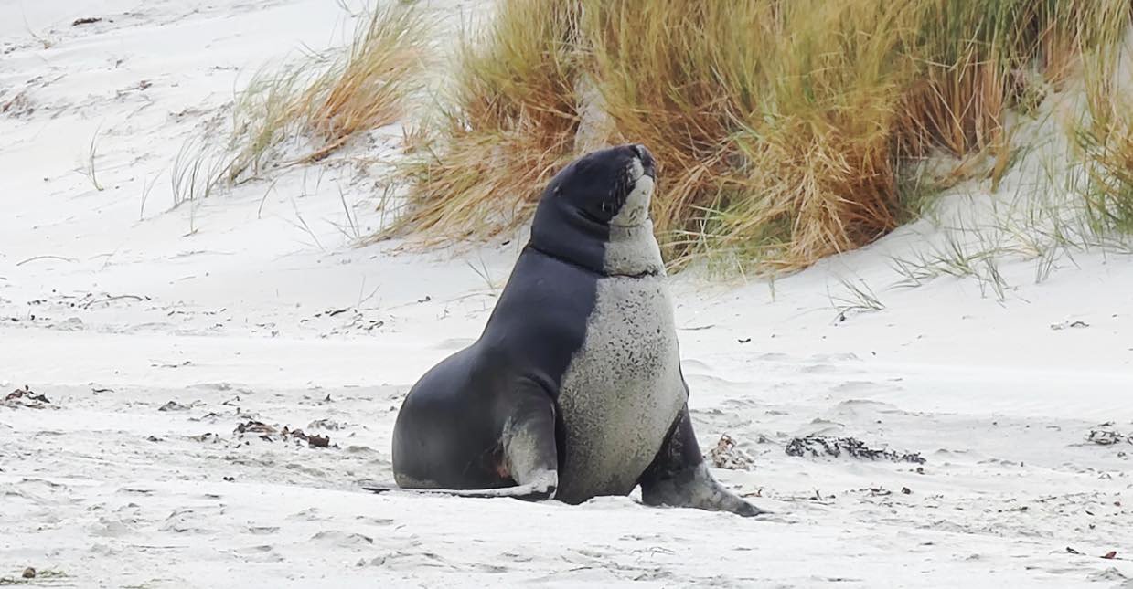 The New Zealand Sea Lion Trust and Department of Conservation are asking for the public to report...