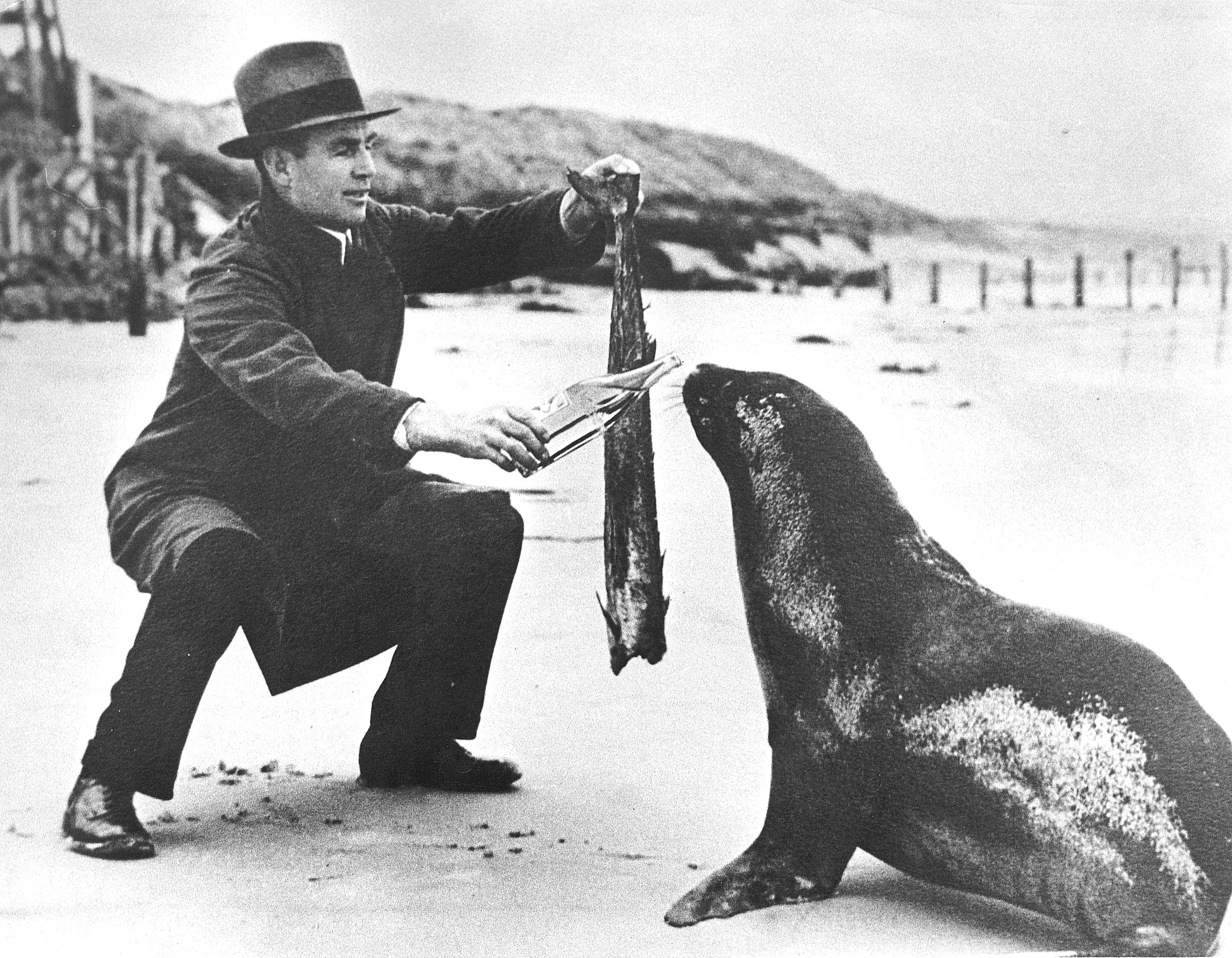 The sea lion of St Clair | Otago Daily Times Online News