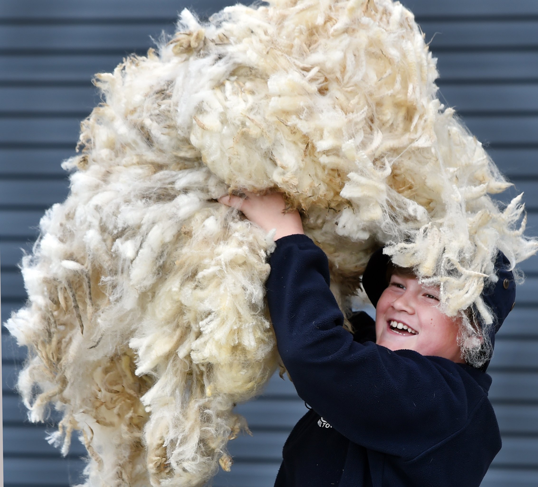 Adam Woodhead (8), of St Mary’s School, gets familiar with some wool fresh off a sheep. Photos:...