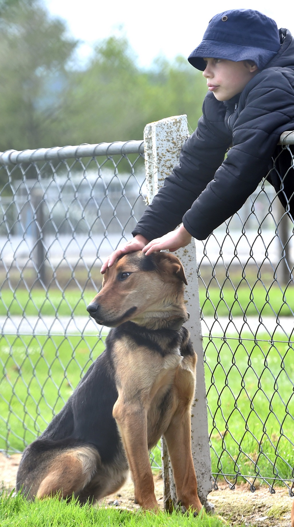 Eryn Grace (10), of St Mary’s School gives Crash the dog a pat yesterday.