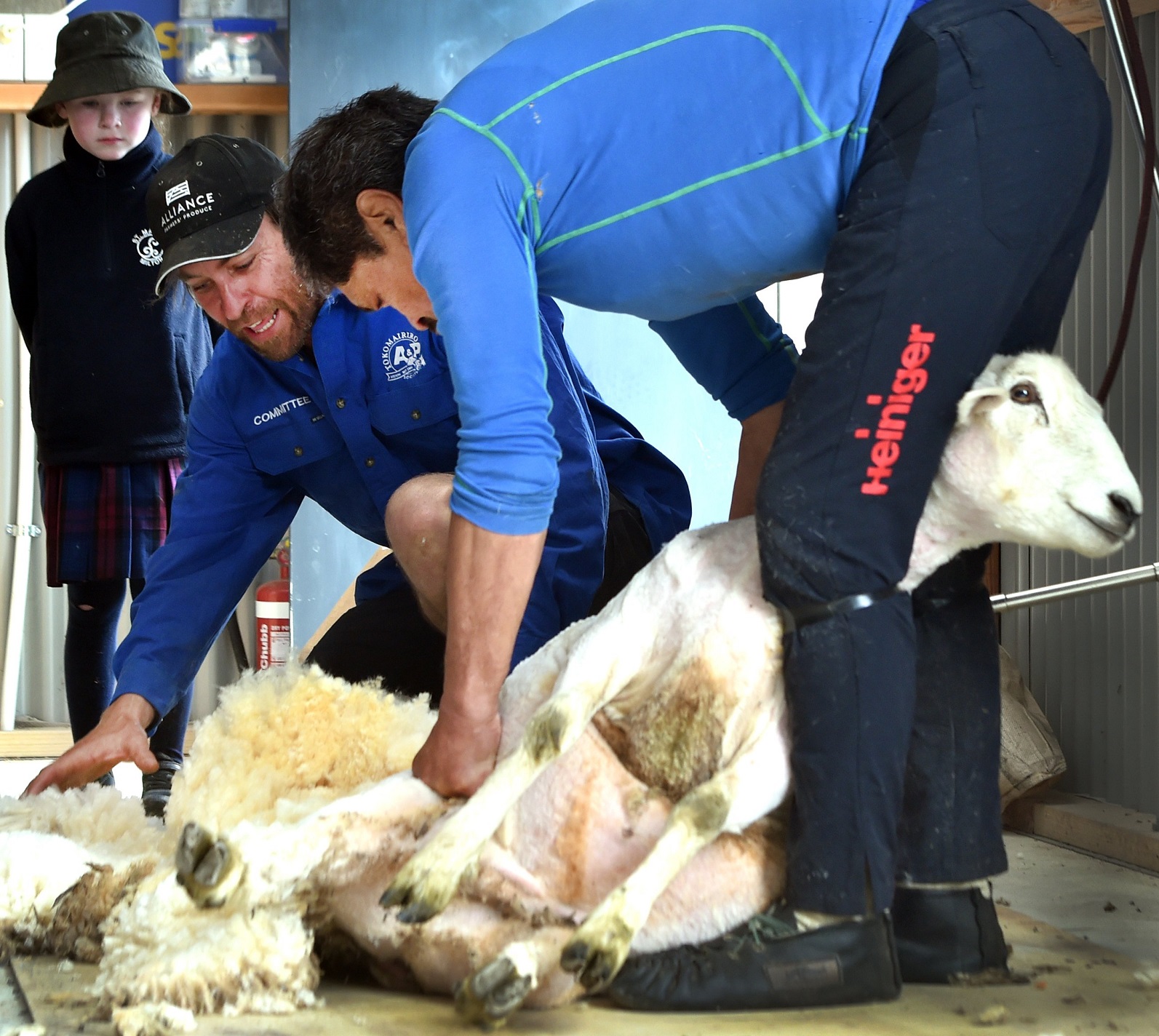 Robert Tai (right) shears a sheep helped by Richard McElrea both of Milton while Ruby Maber (6),...