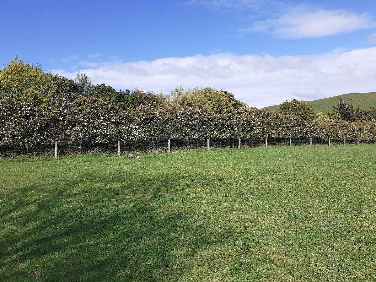 This shelterbelt features Viburnum tinus "Lucidum" in the foreground with mostly native species...