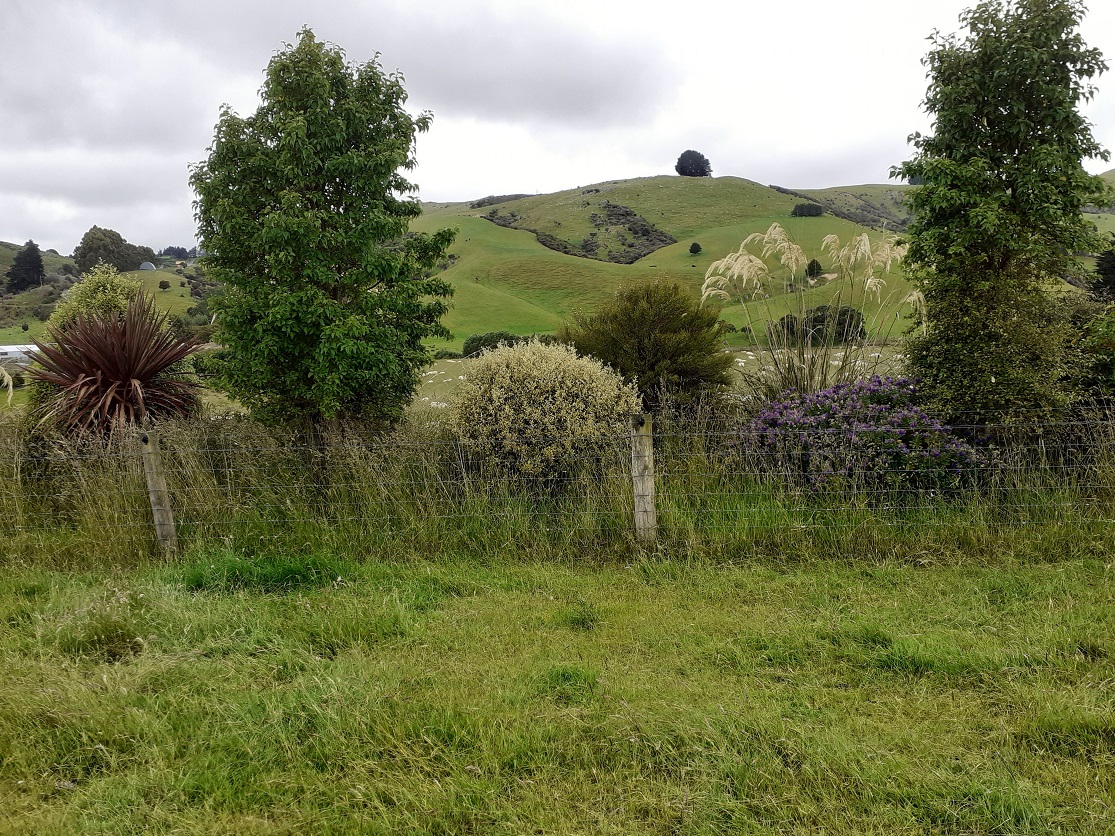 Native species are thriving in this Graylands Farms shelterbelt. Photos: Barry Gray