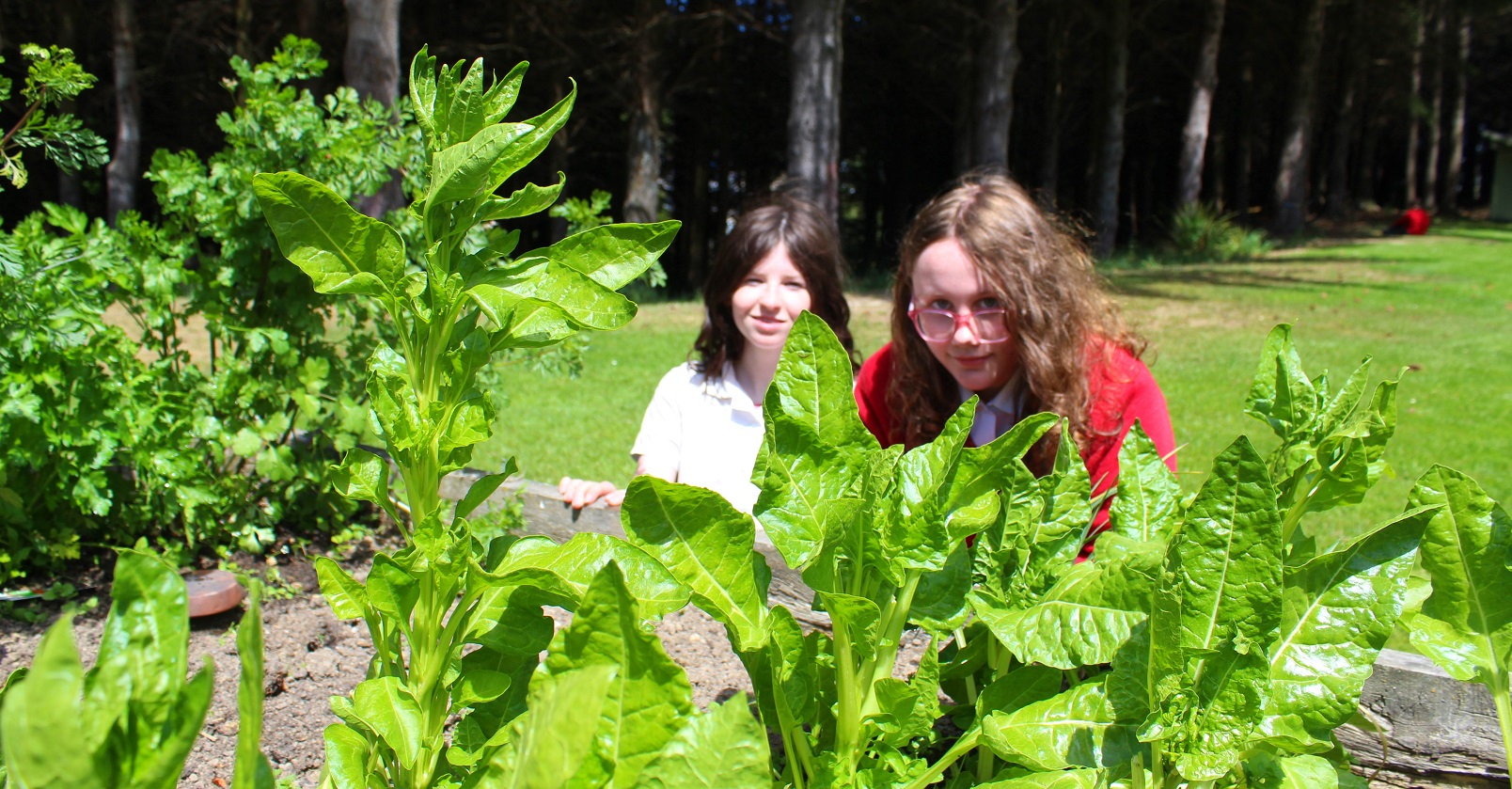 Kaikorai Valley College pupils Dallis Bosworth (14, left) and Louka Holden (13) inspect coriander...