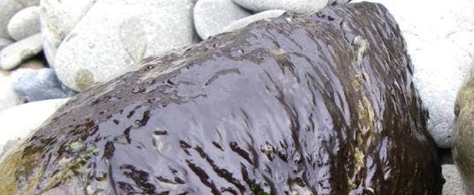 The toxic algae Phormidium appears on riverbed rocks as thick, dark brown mats, which could...