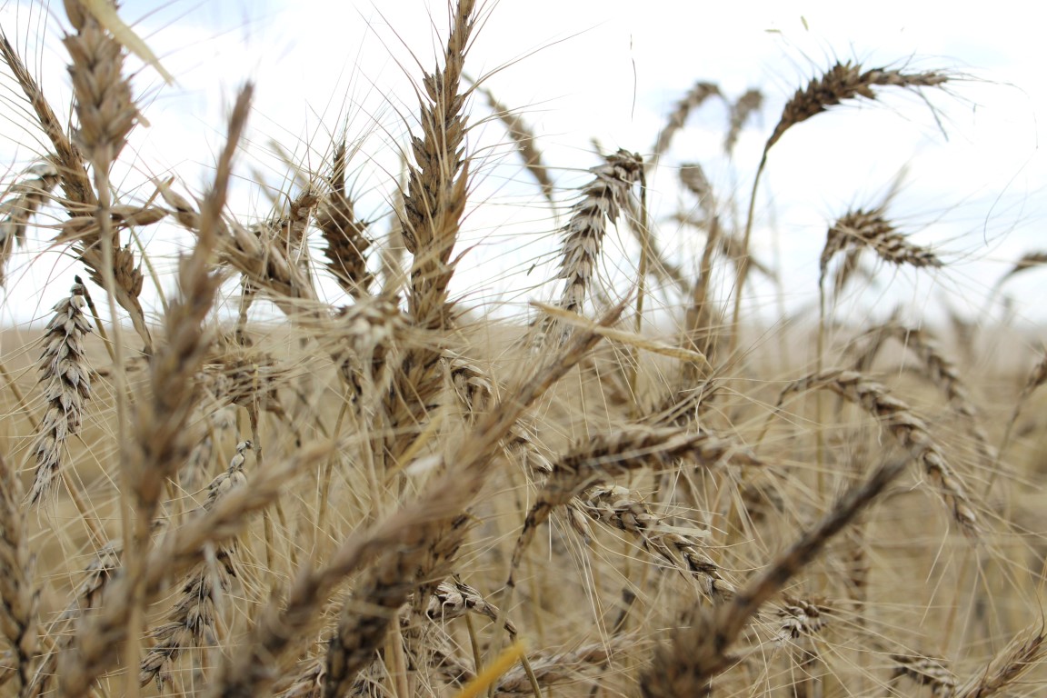 wheat crop new south wales reuters