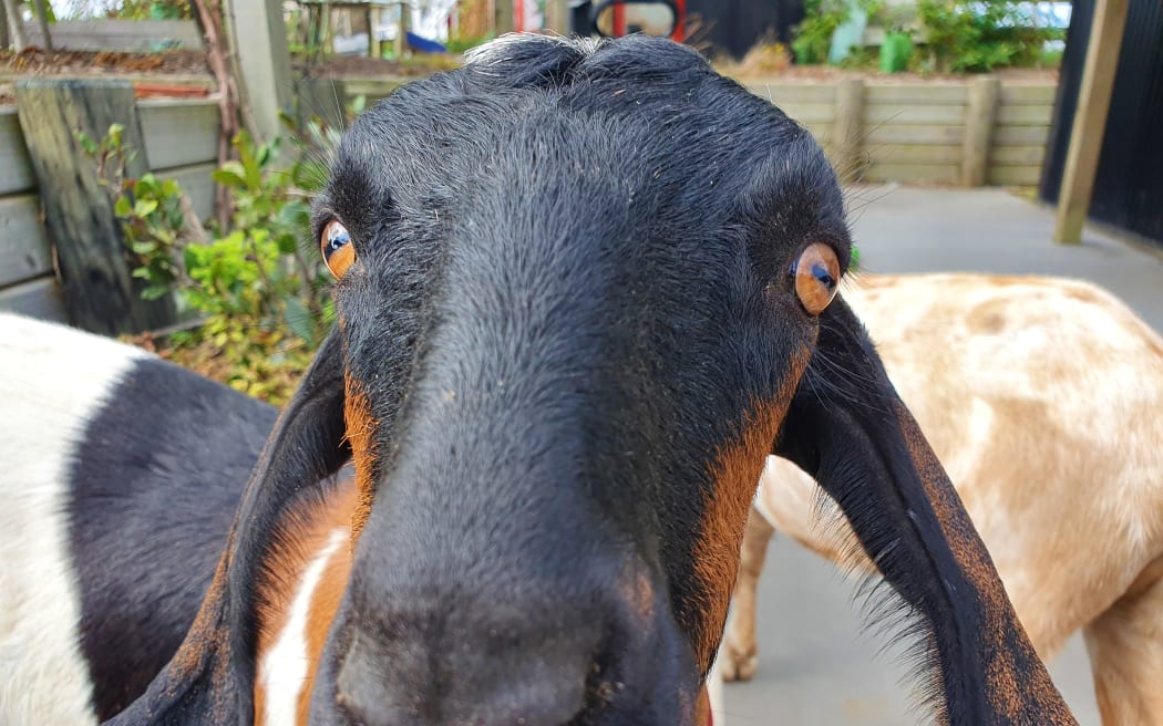 Nine kid goats and two adults were down an unloading ramp onto a hard surface. Photo: RNZ