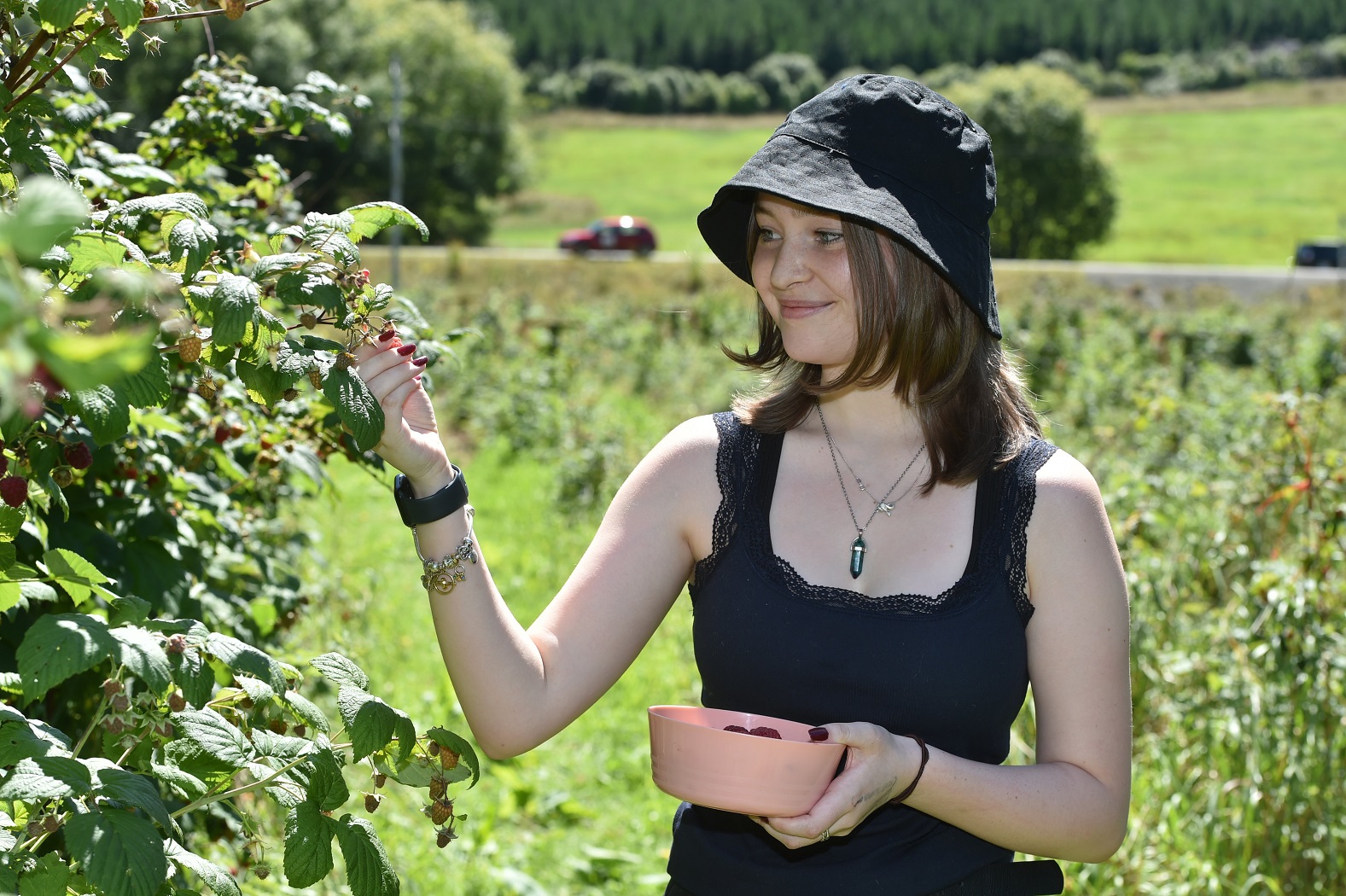 Dunedin’s Jessica Beaumont-Clark (17) picks some raspberries off a bush at Outram yesterday....