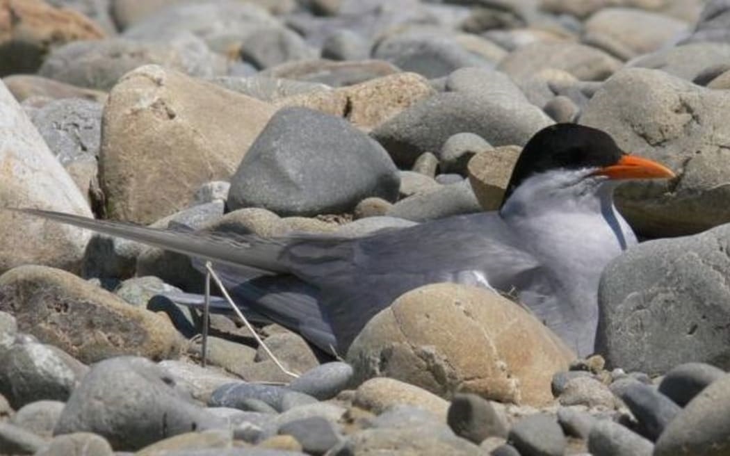 A black-fronted tern. Photo: Ashley Rakahuri Rivercare Group