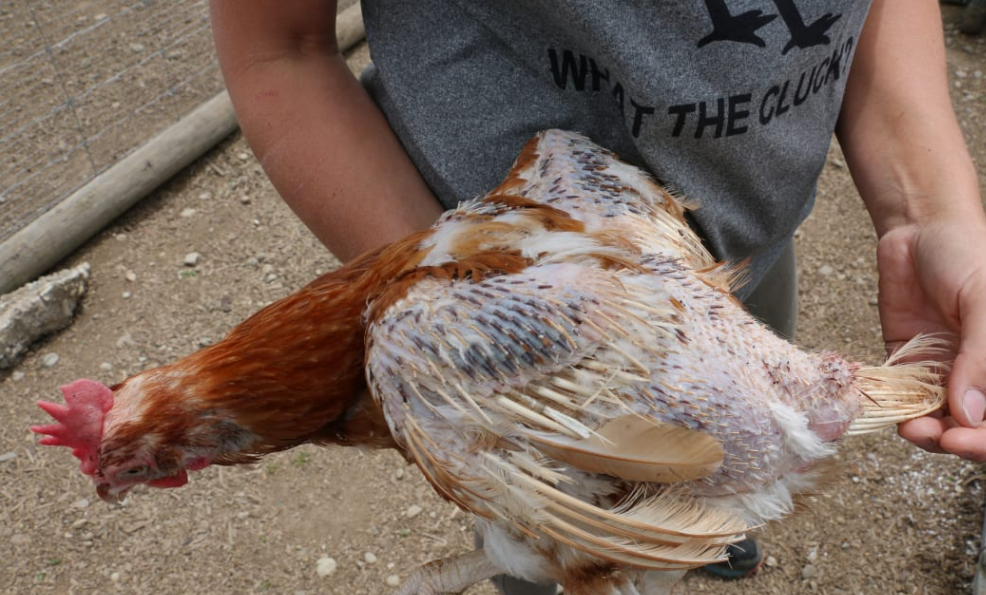 The rescue service is contacted daily by people who have found homeless hens or no longer want...