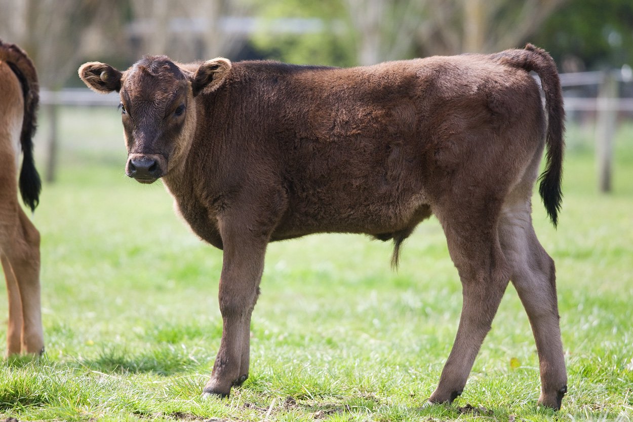 Tara Hills Farm Wagyu bull calf Vanquish T501h as some of the world’s best estimated breeding...