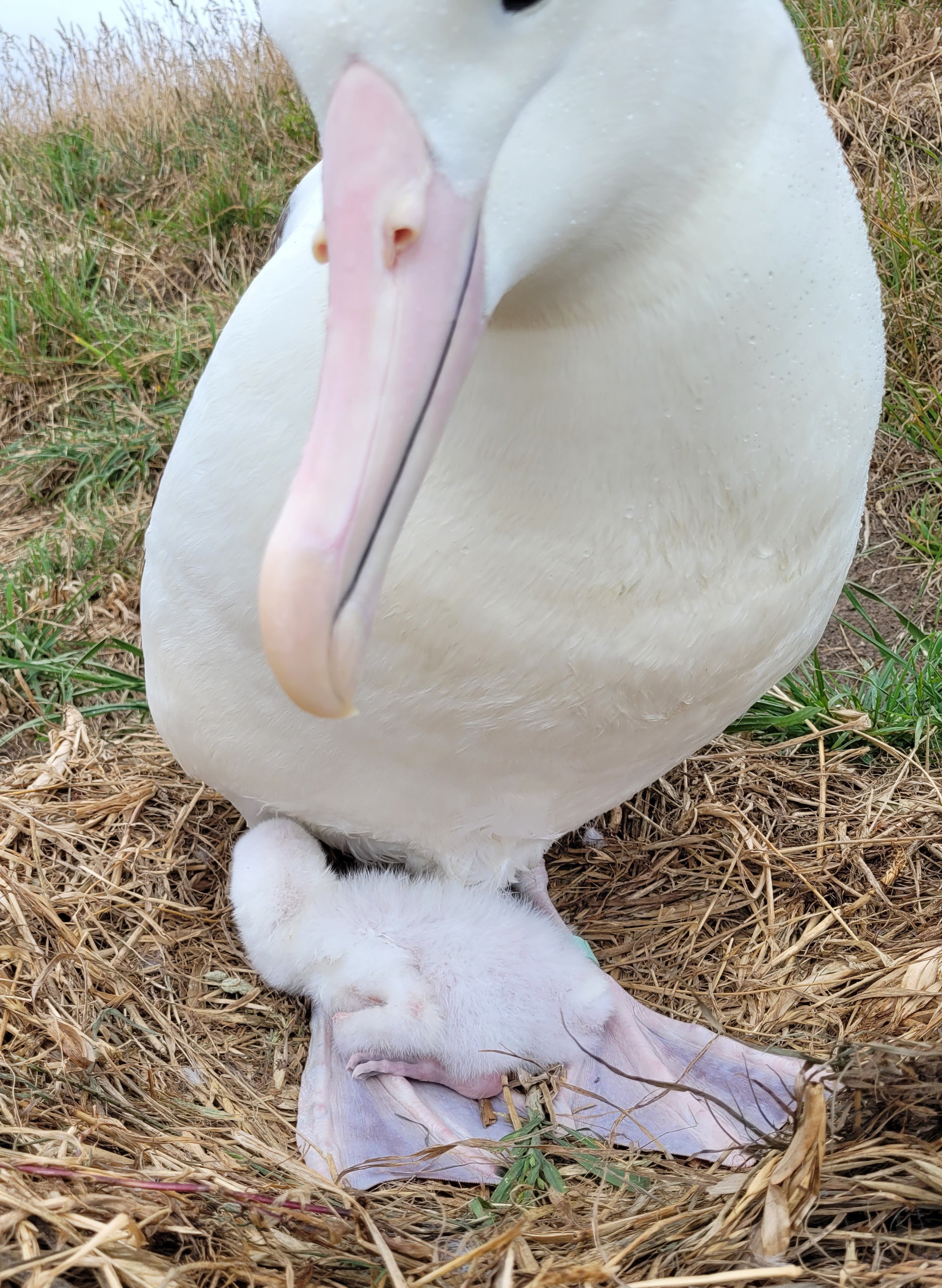 The recently hatched, as yet un-named ‘‘royal-cam’’ chick stays warm under its mother at the...