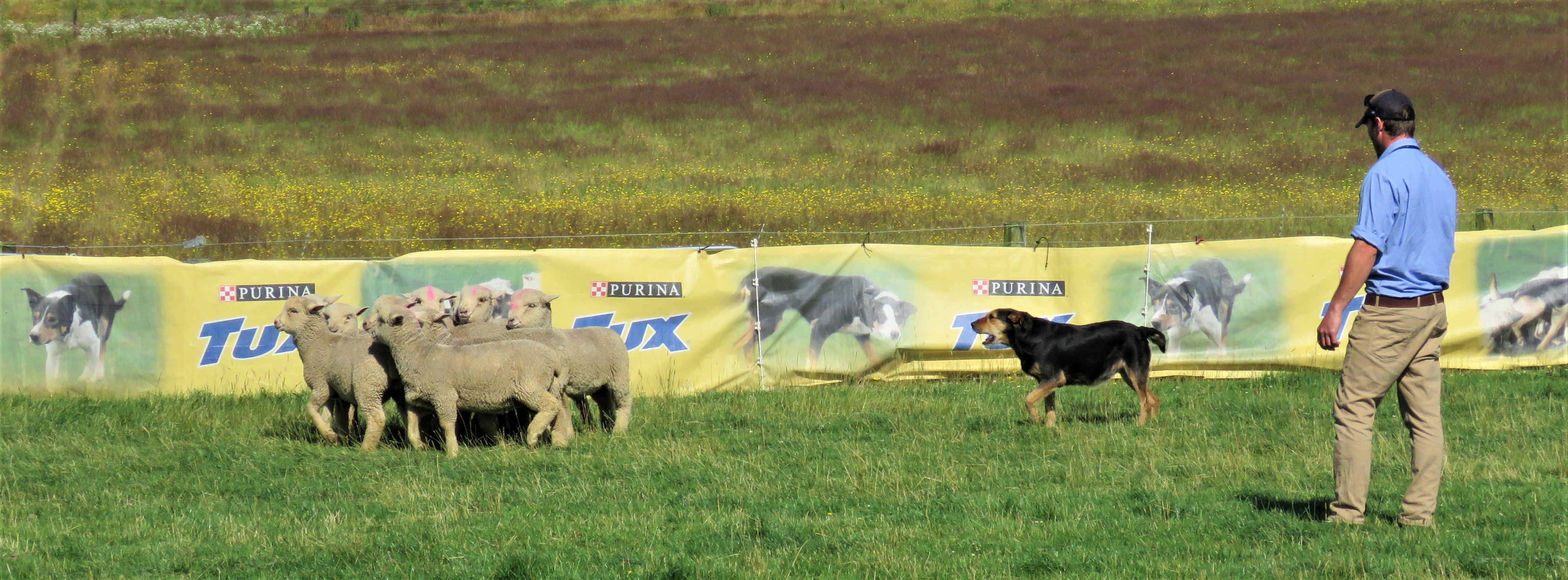 Mark Mckenzie and Grace in action in the New Zealand maiden handy dog final.