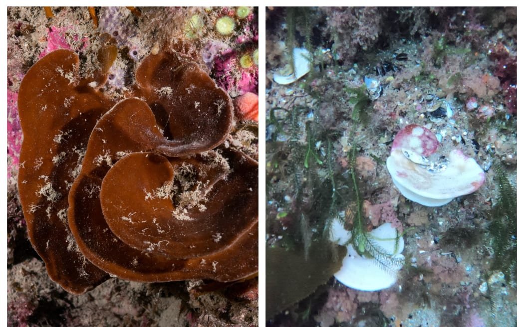 A healthy, unbleached native sea sponge (left) and a bleached sea sponge. Photo: supplied...