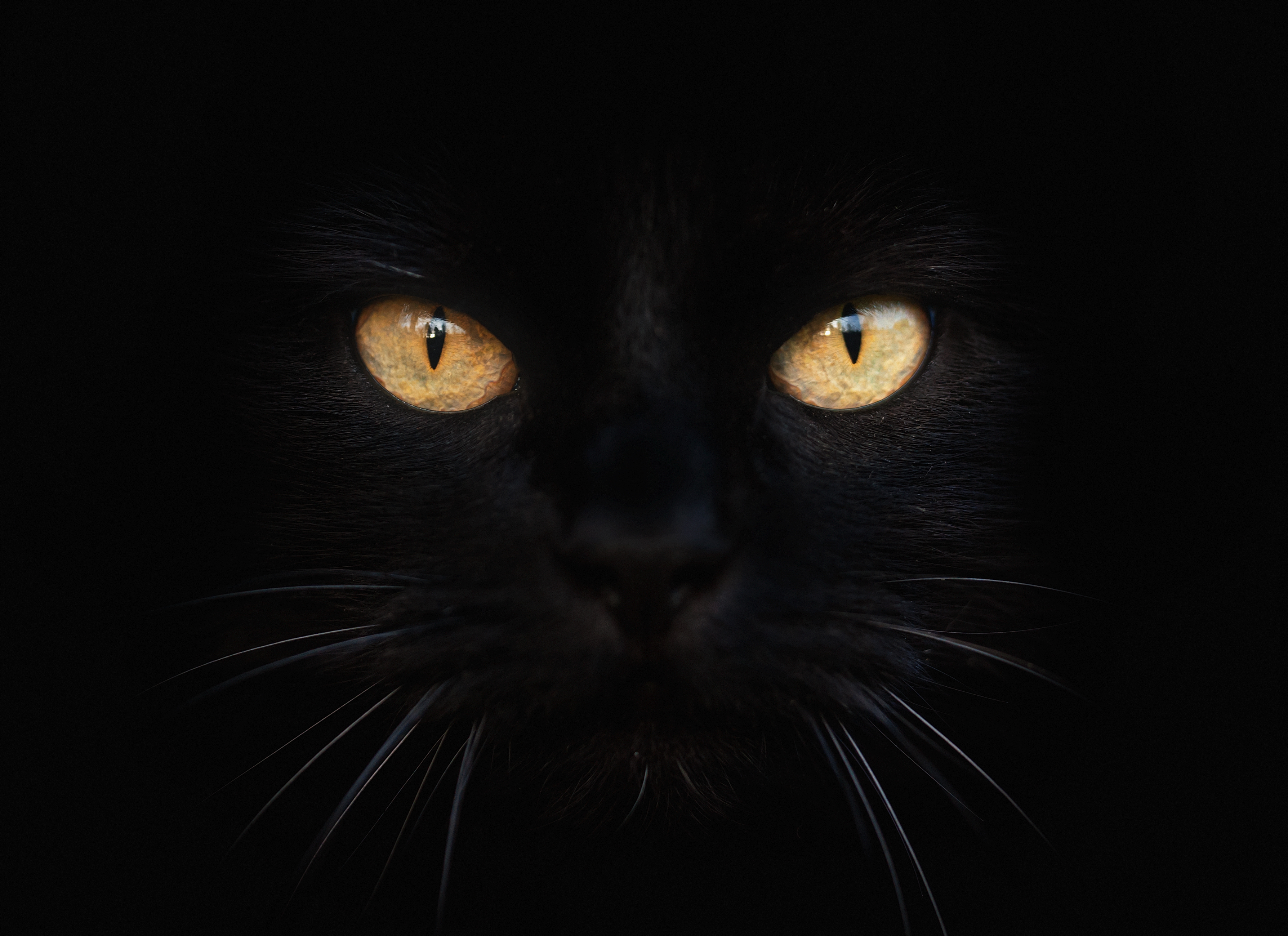 The cat black стим фото 61