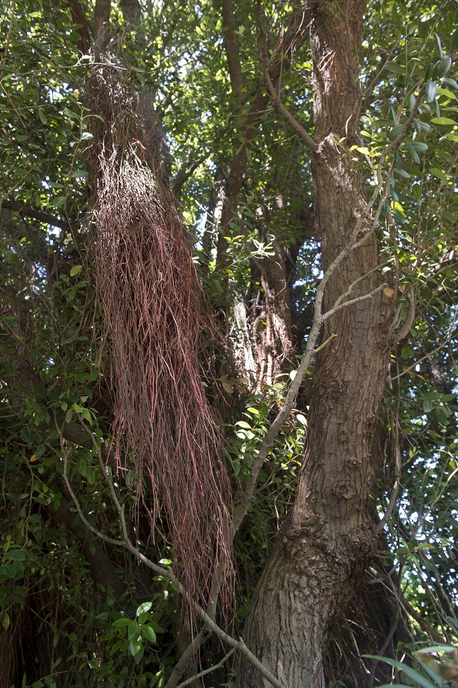 The aerial roots on pōhutukawa help it anchor to cliffs when growing in its favoured coastal...