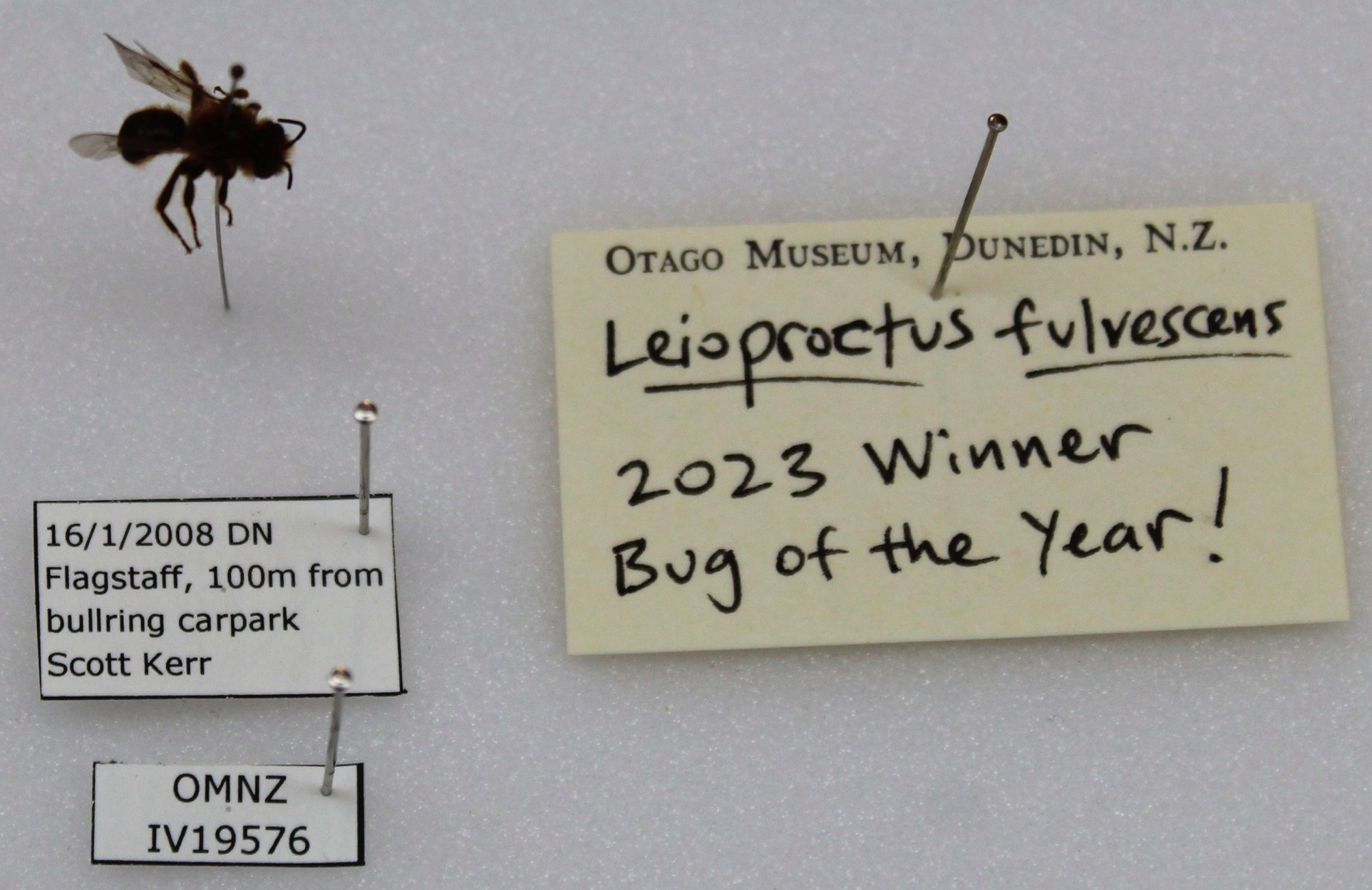 Ngaro Huruhuru (native bee), Leioproctus fulvescens is New Zealand Bug of the Year 2023. PHOTO:...