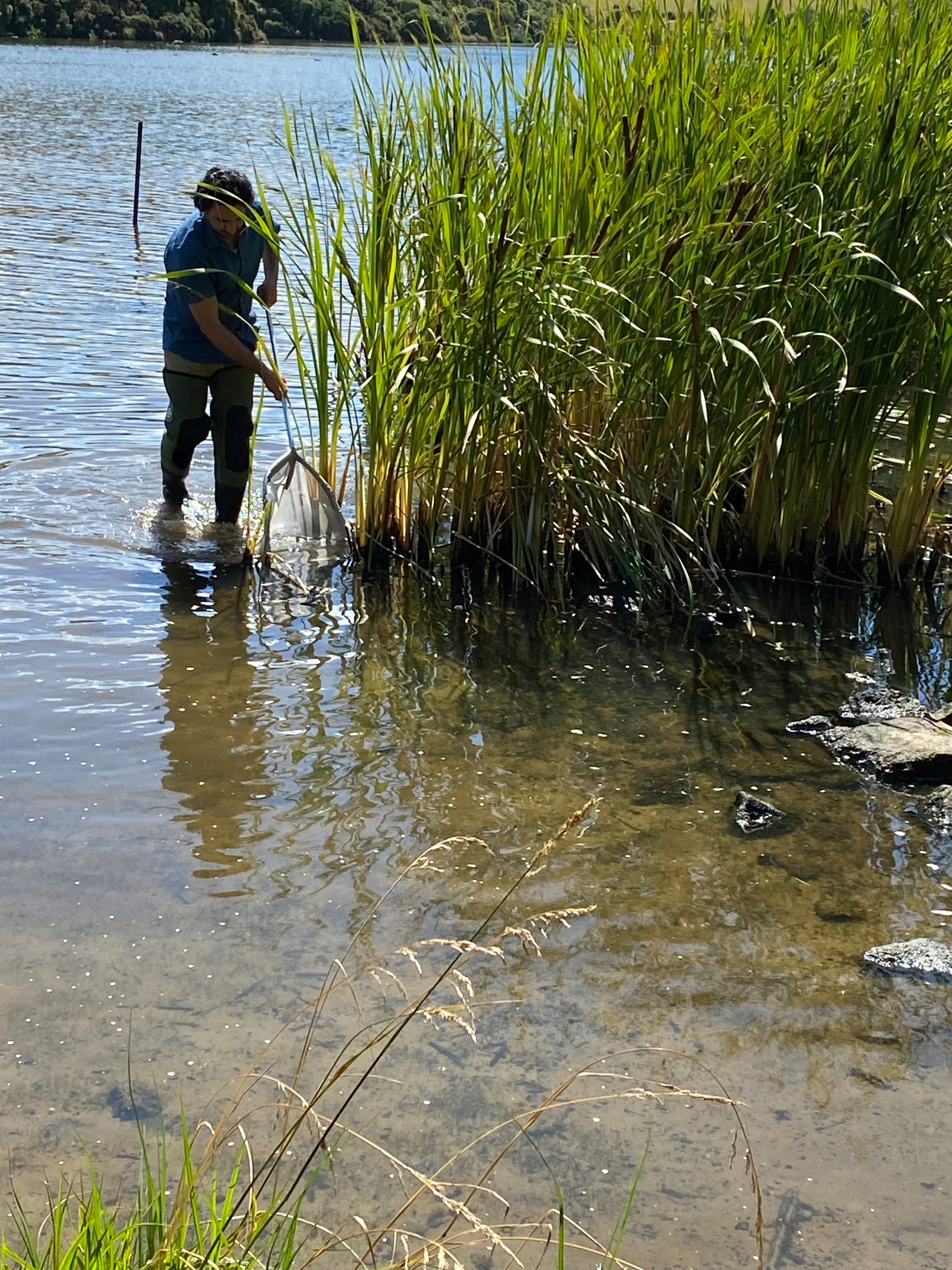 Lagoon check . . . The low water level at Tomahawk Lagoon is evident as Otago Regional Council...