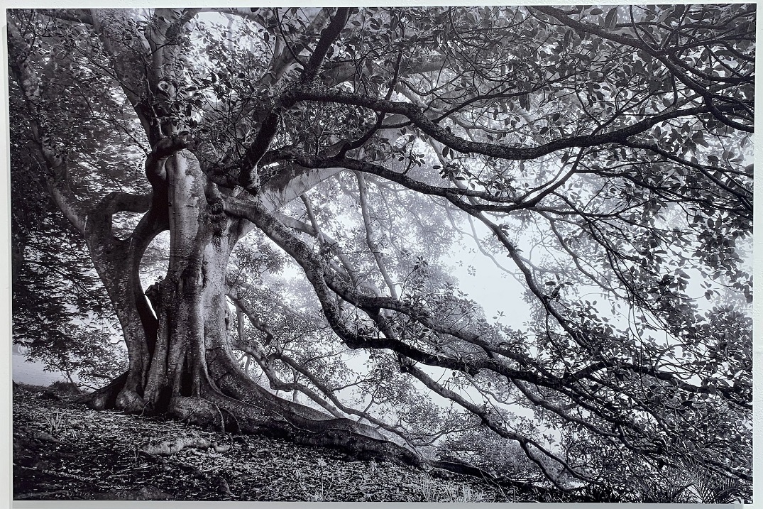 Curves of Sorrow, by Eric Schusser. Photo: L Elliott