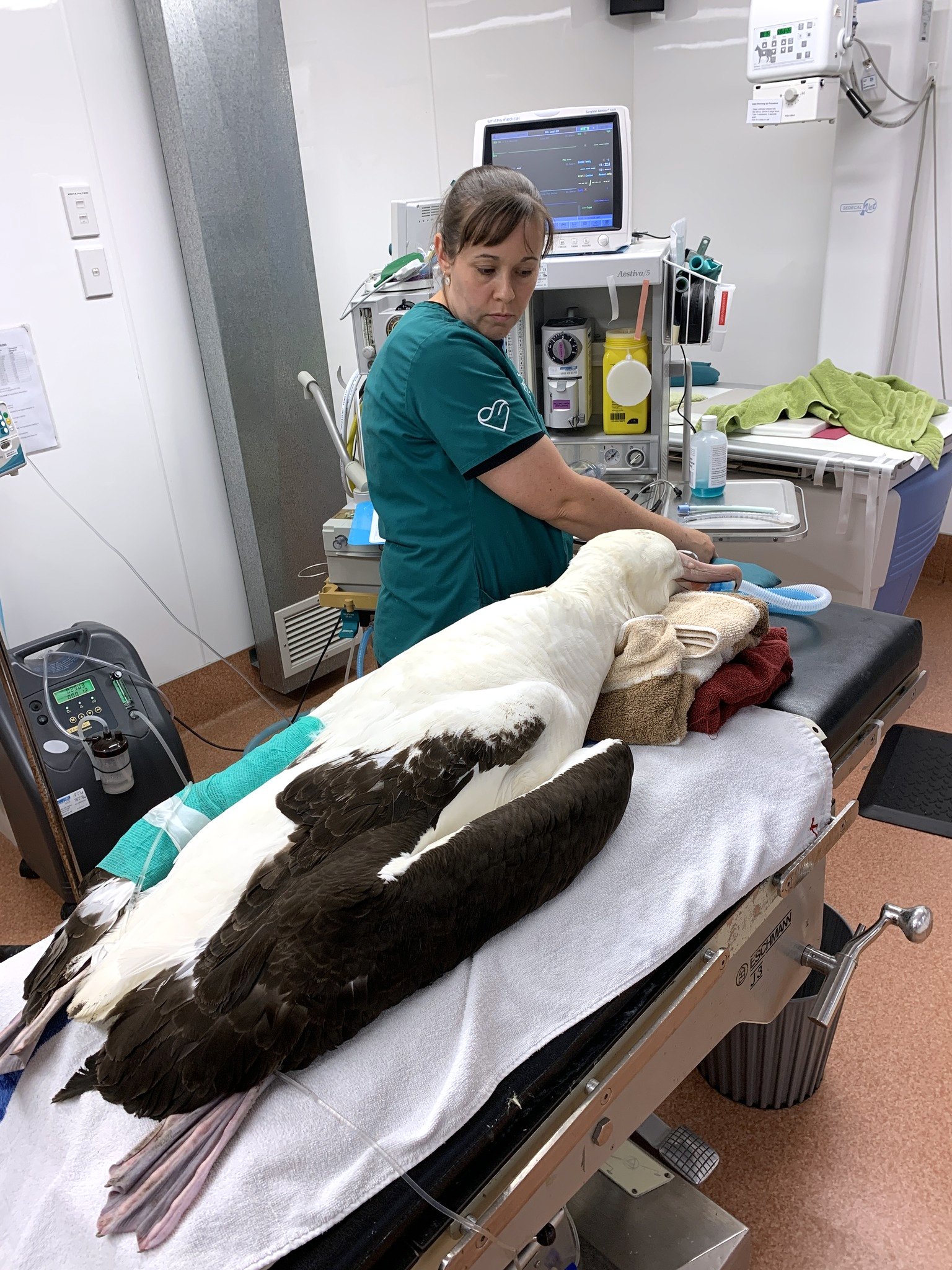 Dunedin’s Wildlife Hospital practice manager Gina Martelli works on a northern royal albatross...