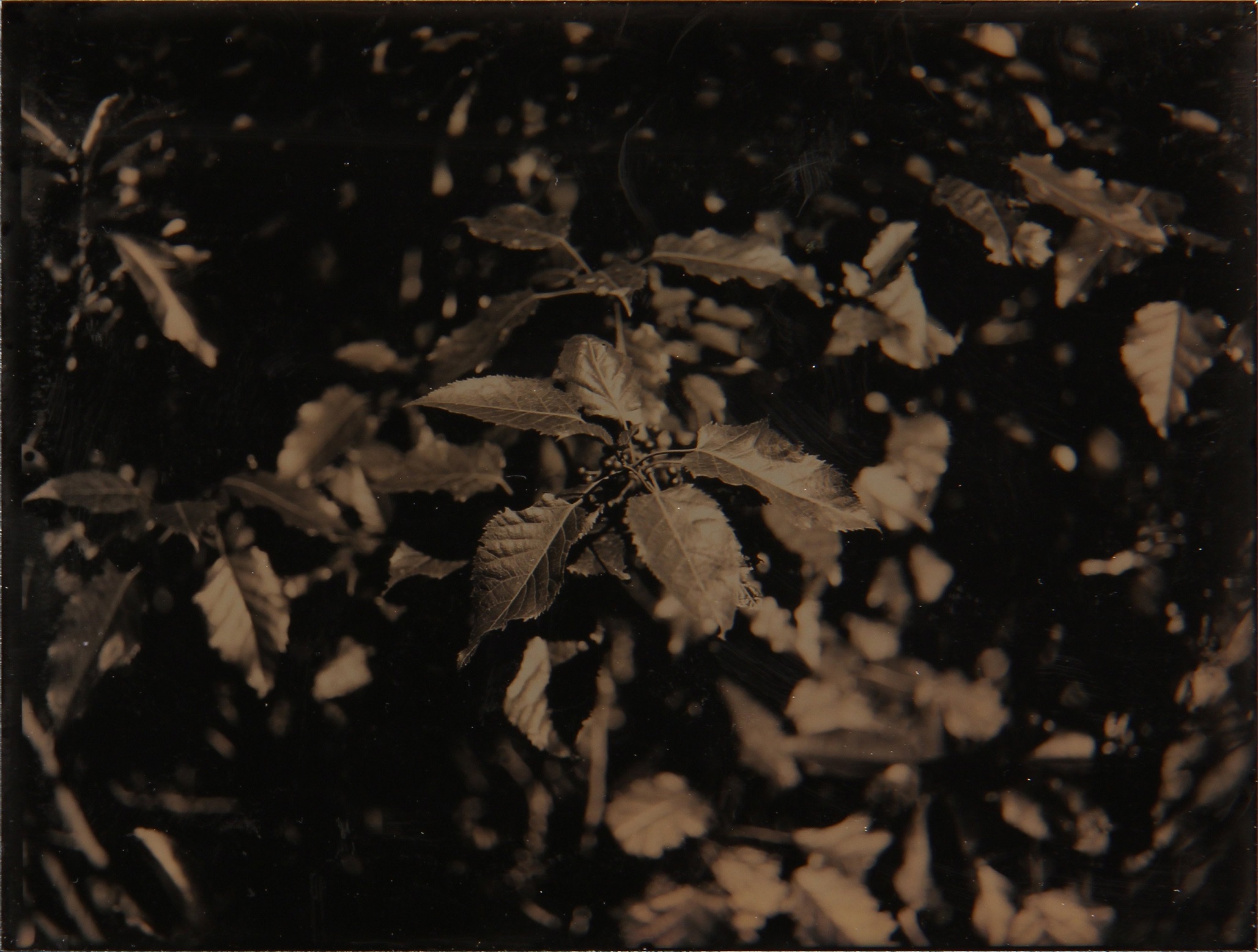 Makomako (2023), by Bridget Rewiti. Tintype photograph, plate: 100 ×1 25mm.