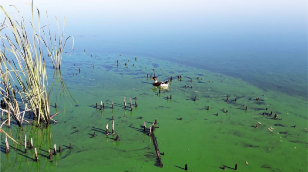 Pollution at Lake Ngaroto in Waikato. Photo: Supplied