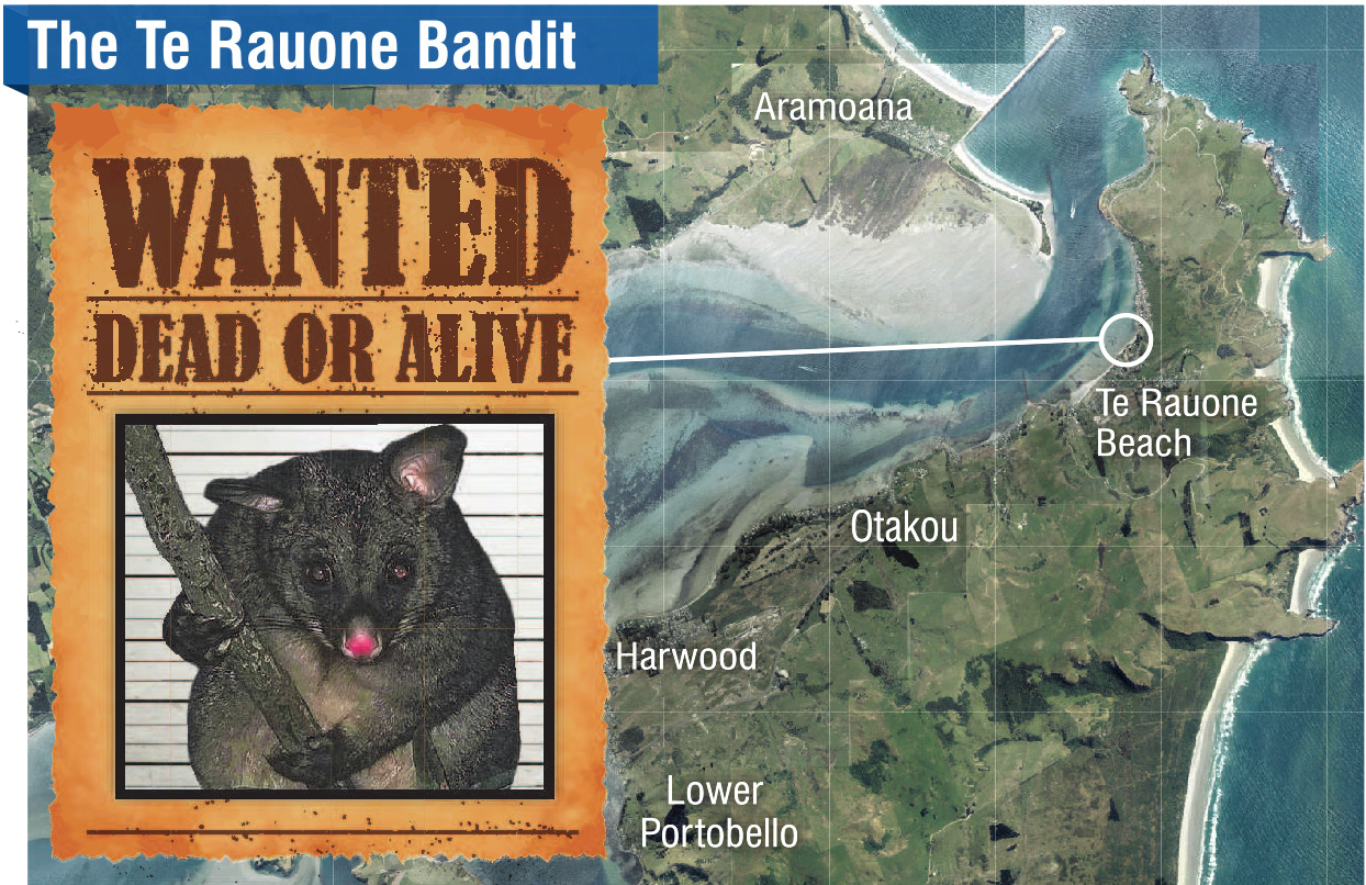 The Te Rauone bandit, presumed to be an adult female, is proving a hard 
...