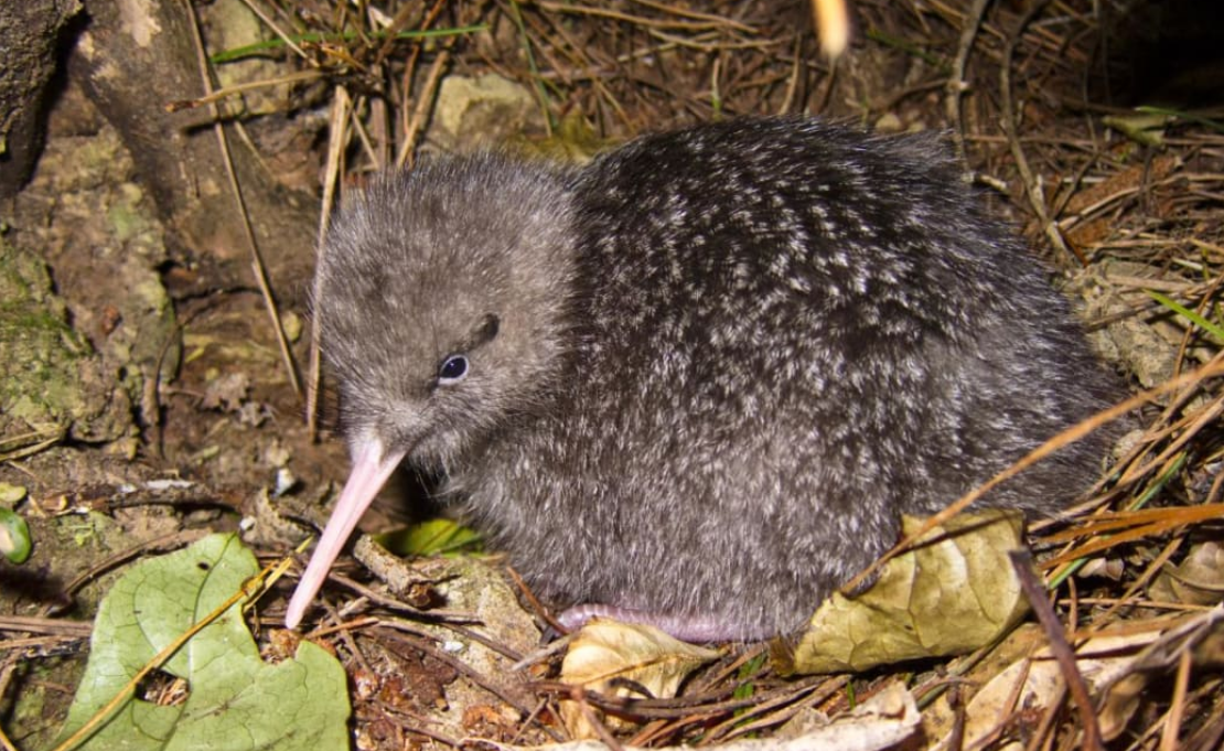 Kiwi are nocturnal and fragile, and handlers need to be trained in how to safely pick them up....