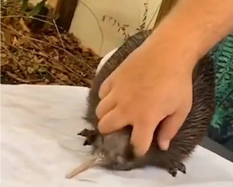 Visitors to Miami Zoo are charged $40 for an up-close encounter with Paora the brown kiwi. Image:...