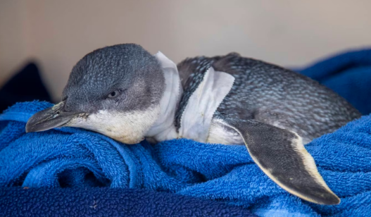 The penguin was found by a member of the public on Wellington’s South Coast at Moa Point last...