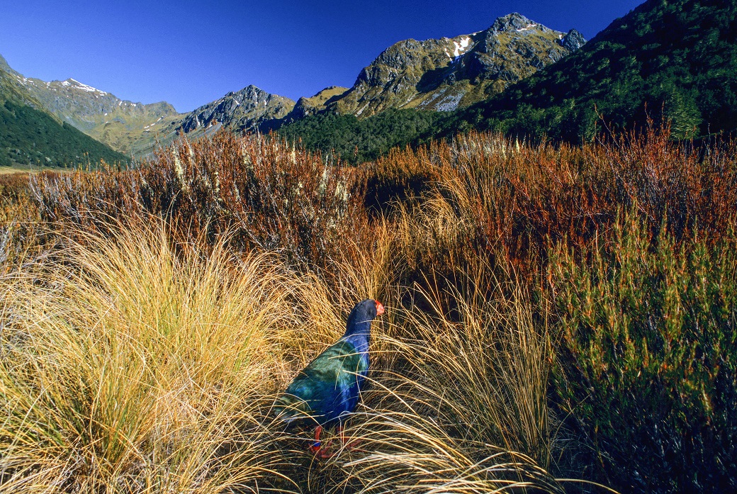 A male takahē walks through tussock and Dracophyllum subalpine scrub in his Takahe Valley...