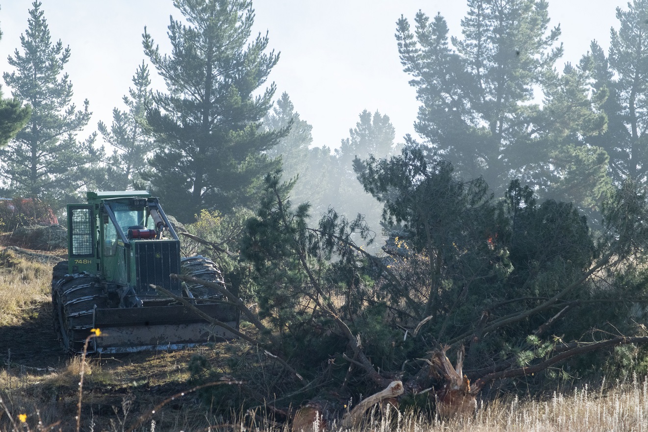 The felling of pine trees at the Half Mile Reserve near the southern entrance to Alexandra...