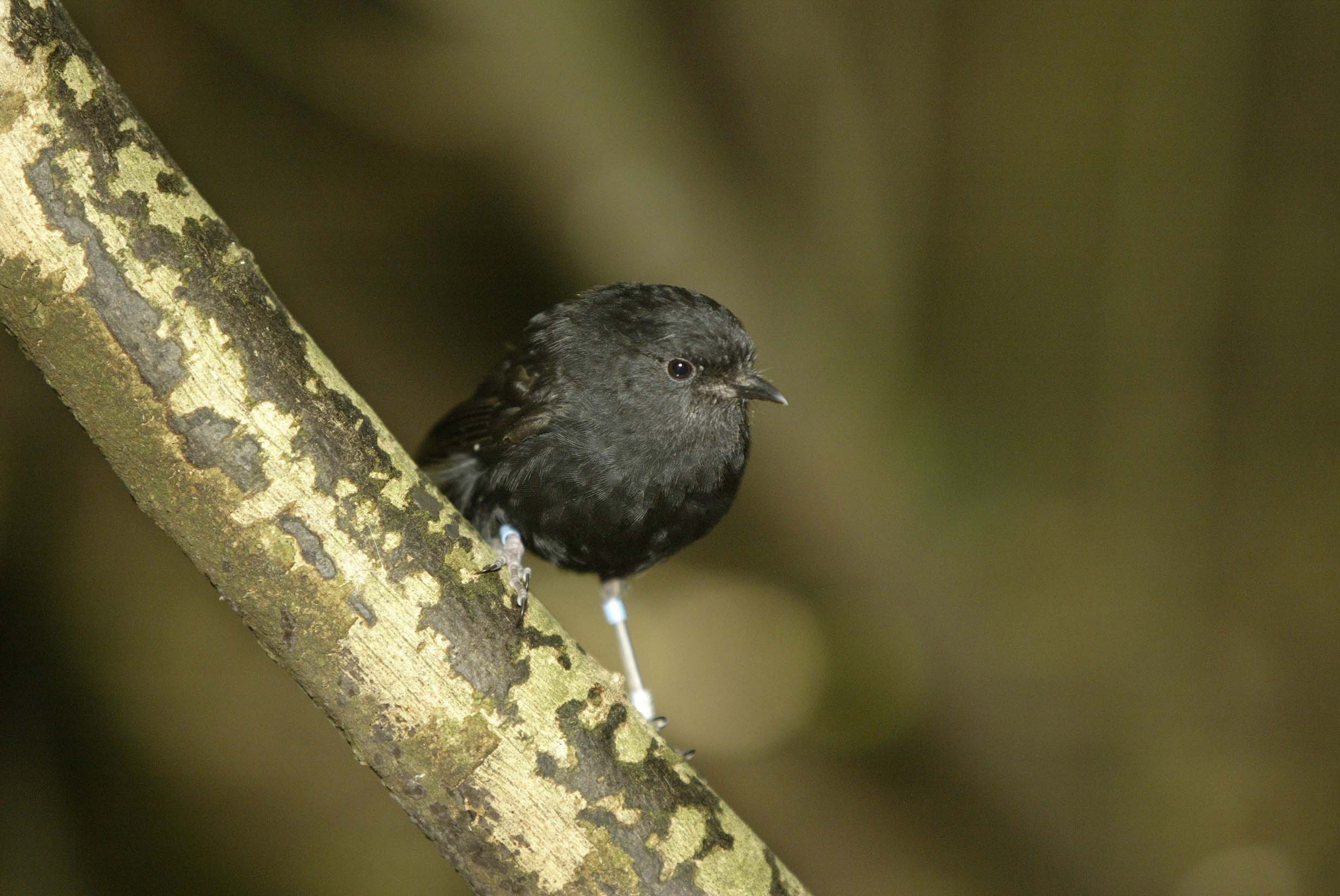 The Chatham Island black robin. Photo: The New Zealand Herald