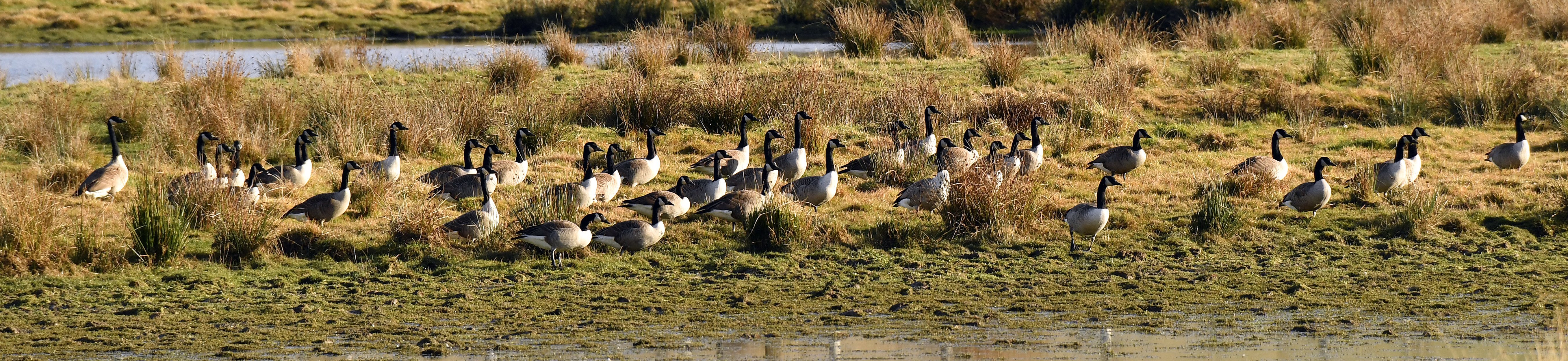 Canada goose cheap queenstown website