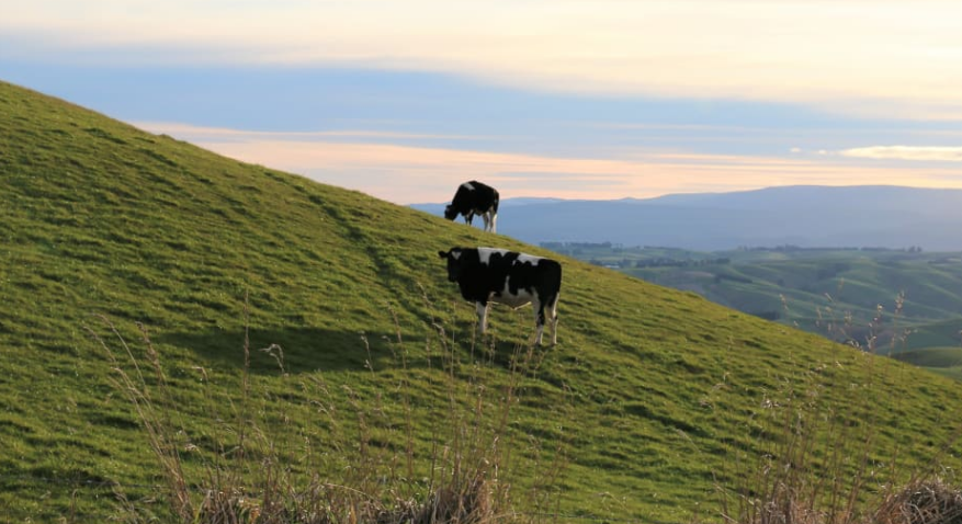 New Zealand's farmers are "well-placed" to meet global demands and markets like Europe and the UK...