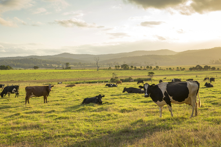 Dairy cows in the Bega Valley in New South Wales. Photo: Getty