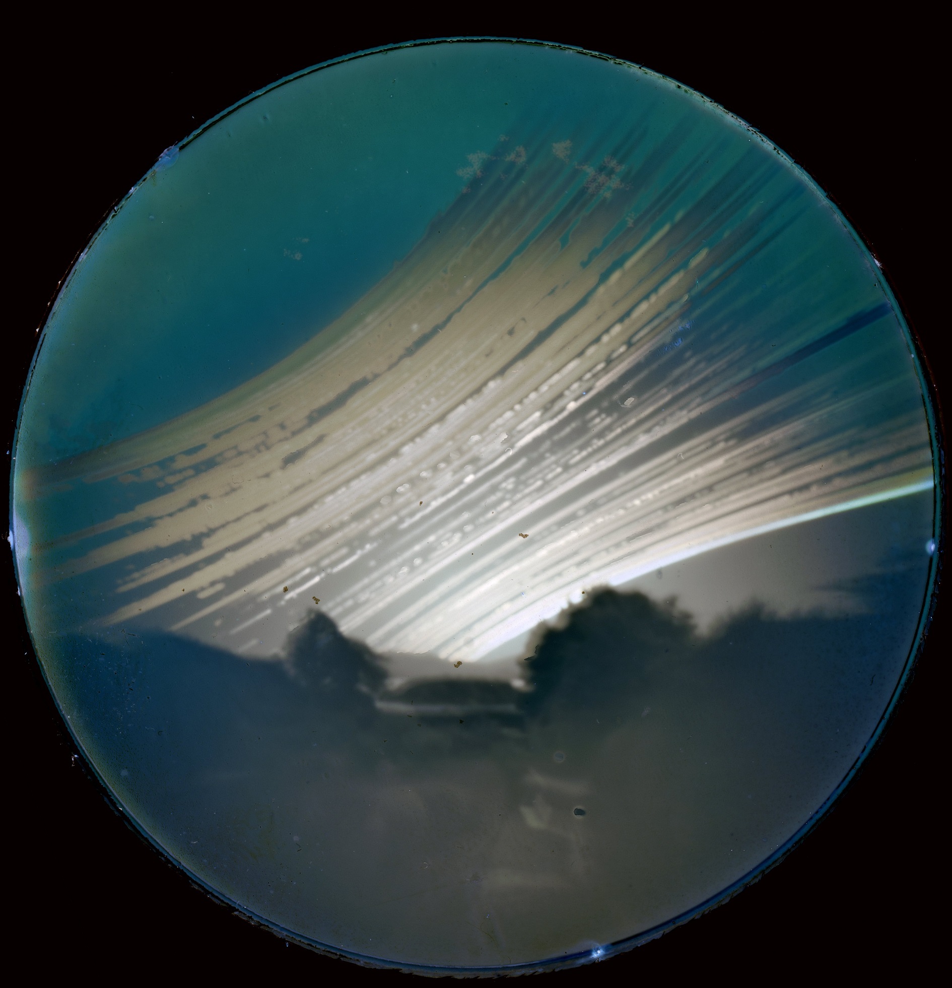 The solargraph recorded from Ian Griffin’s deck, January 21 to June 22. Photo: Ian Griffin