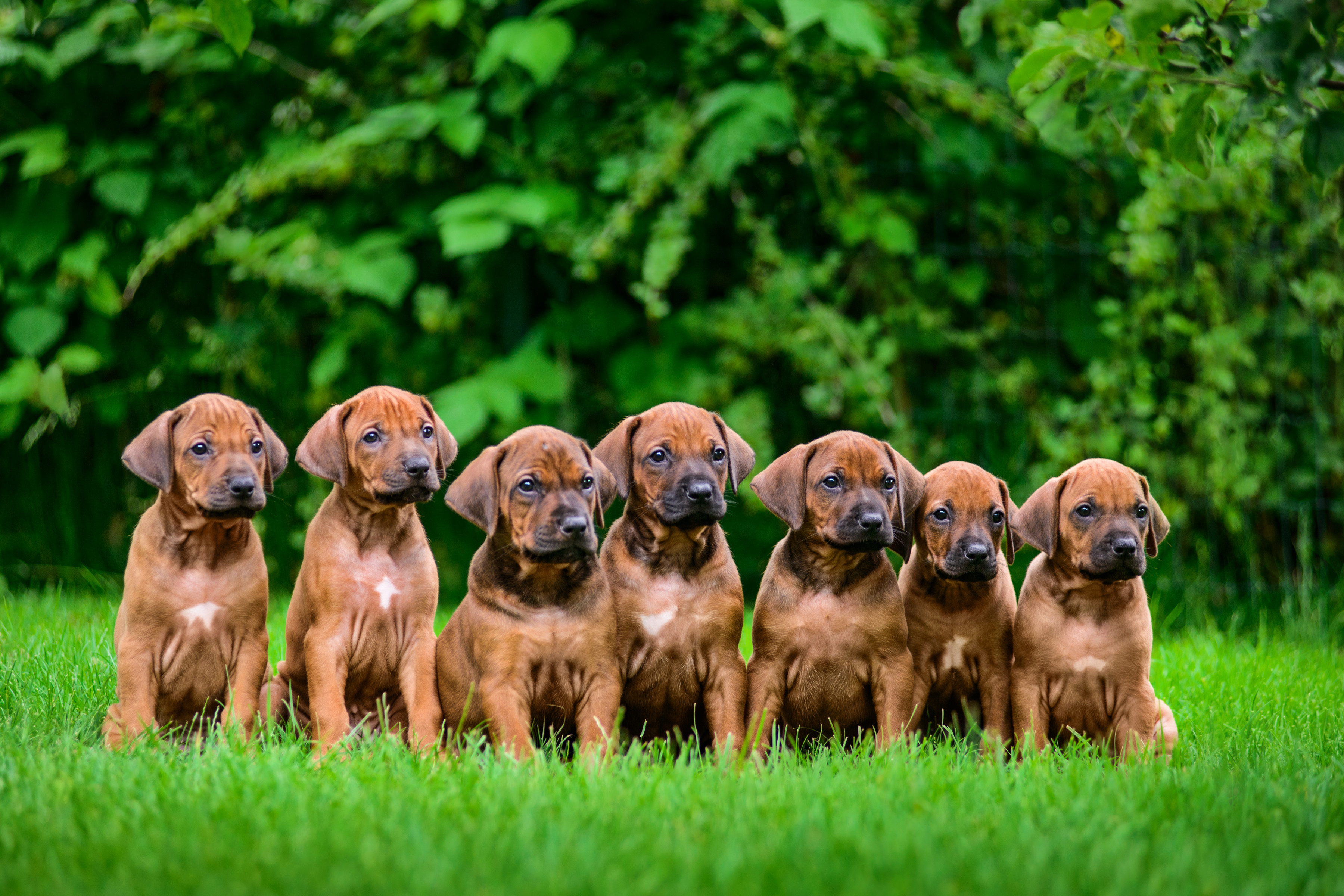 South african best sale ridgeback puppies