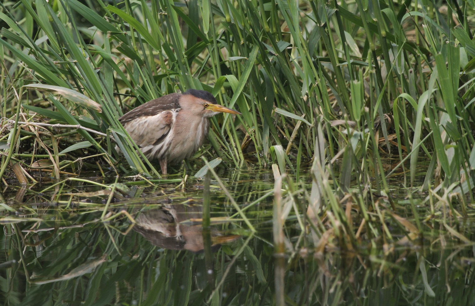 The fate of the bitterns and the Norfolk Broads wetlands became the backdrop to Tim Jackson’s...