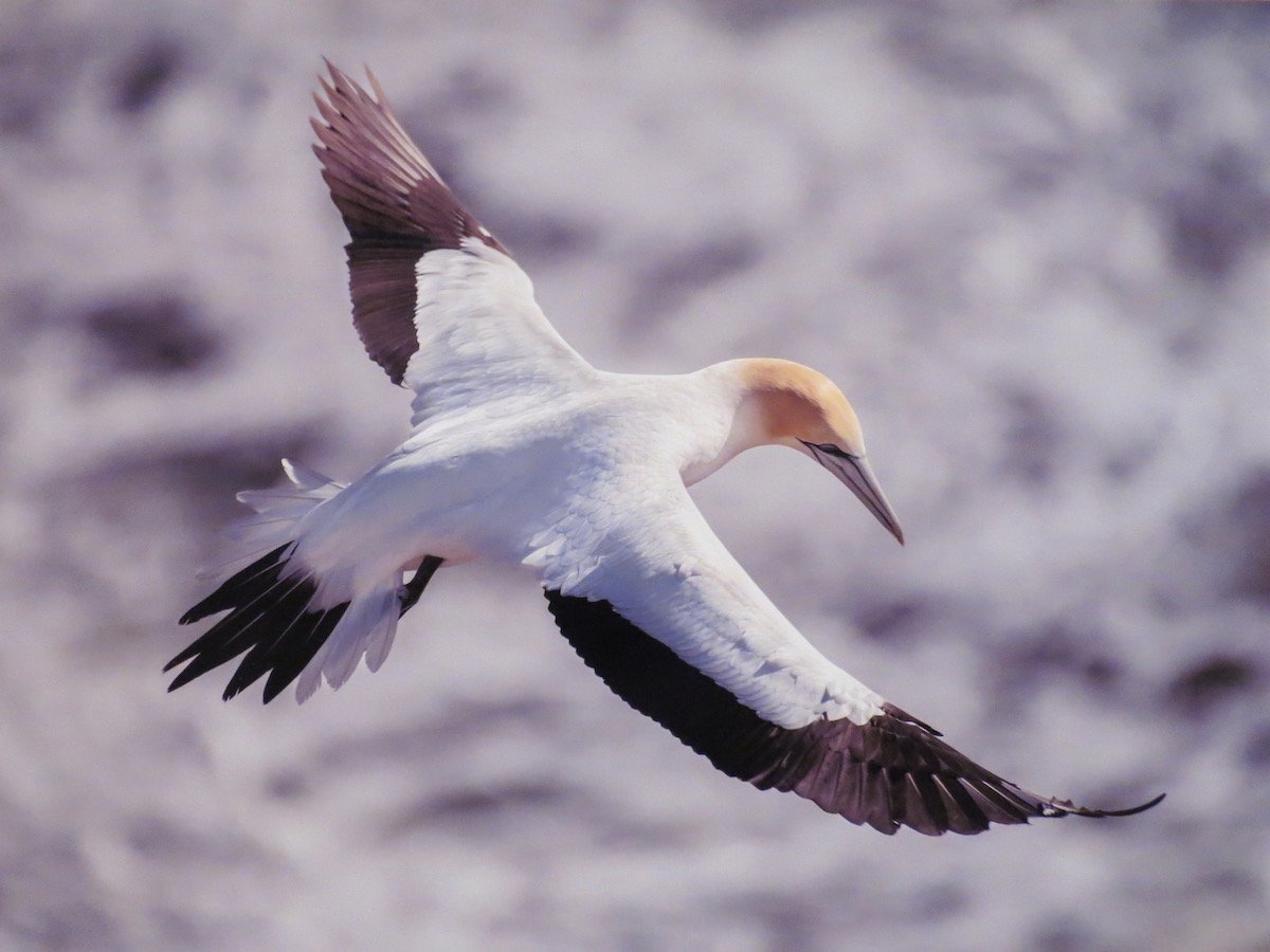 Gannet In Flight, by Jo Broadhead.