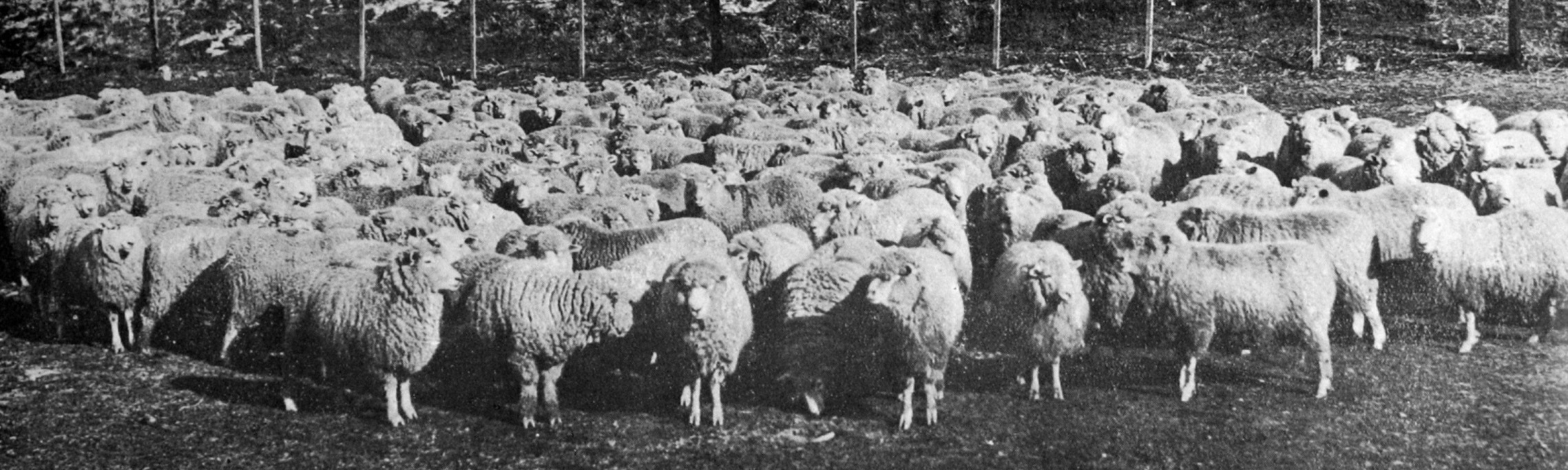 A consignment of fat sheep from Otago, shipped by the Moreraki for the Melbourne market. — Otago...