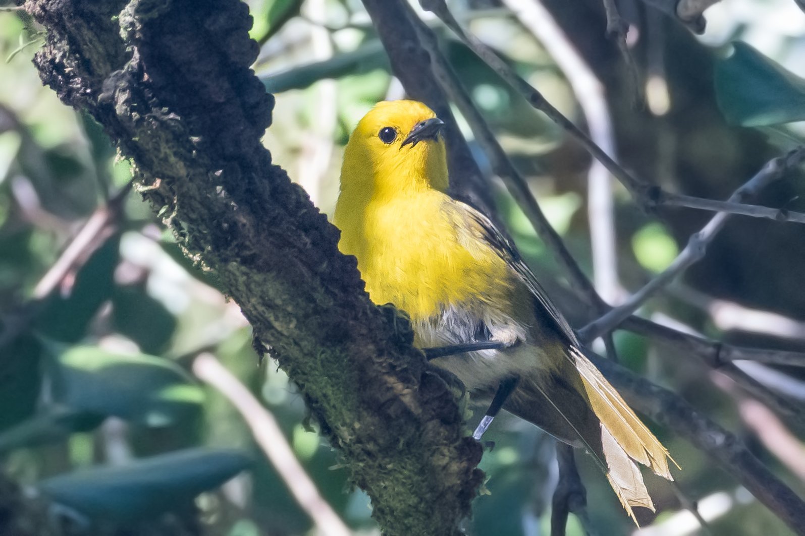 Urgent plans are afoot to save the Haast Pass mohua population. Photo: Andrew Penniket