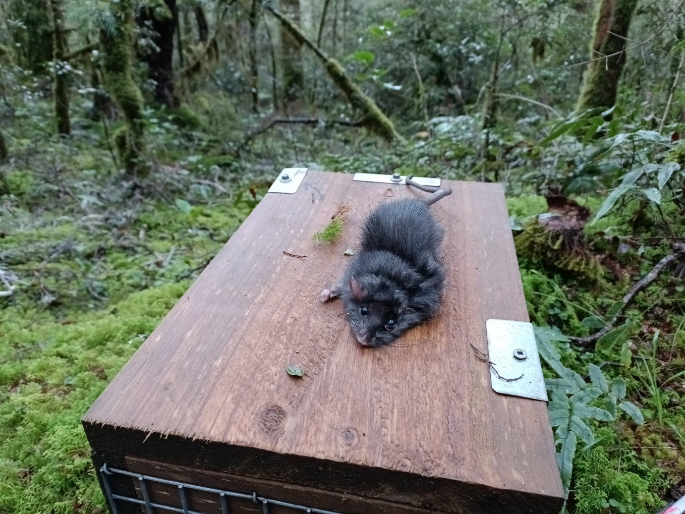 A rat on a trap near the Blue Pools, Makarora. Photo: Andrew Penniket/Forest & Bird